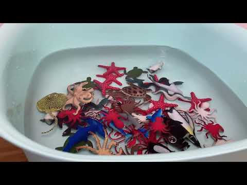 Видео: Морские животные