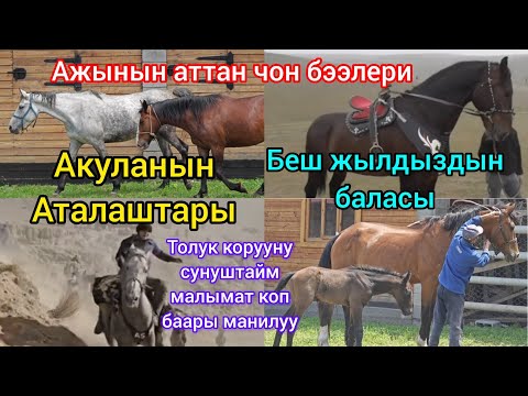 Видео: Ажынын аттан чон бээлери