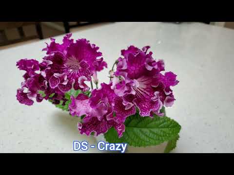 Видео: Стрептокарпусы, где мы их покупаем и как размножаем