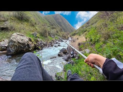 Видео: Ручей КИШИТ рыбой! ЦАРСКАЯ РЫБА ИЗ РУЧЬЯ! Рыбалка на реке в горах!