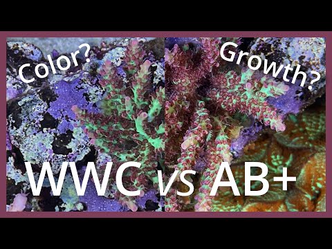 Видео: WWC против AB+: 4-месячный эксперимент!