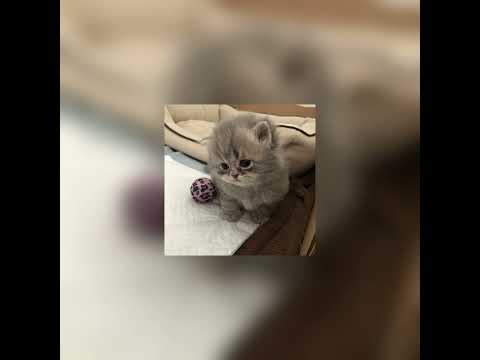 Видео: тамагочи speed up