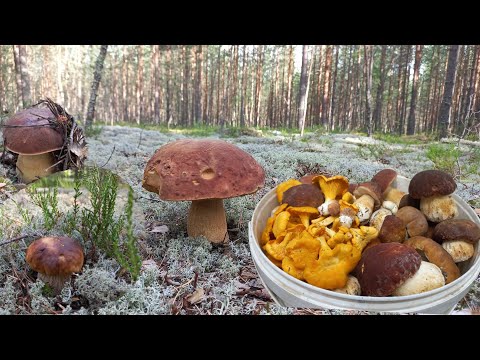 Видео: Грибы🍄 Боровые/ ЗВЕРИ РЯДОМ /Кто рано встаёт,  Тот собирает весь урожай / Сказочный Лес/ГРИБЫ ЖДАЛИ