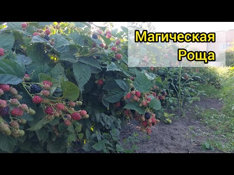 Видео: Ежевика Блэк Мэджик. Шикарный любительский сорт