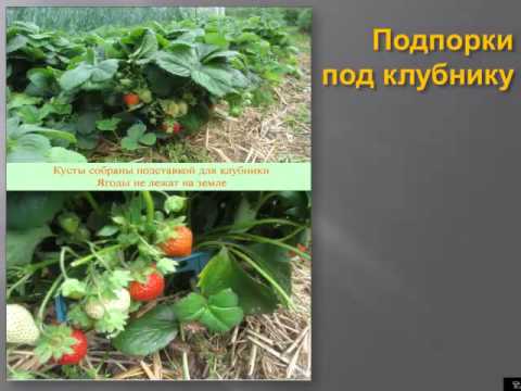 Видео: Выращивание земляники