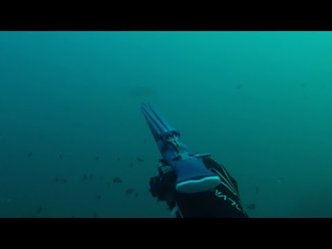 Видео: Самая дорогая рыба. Подводная охота.