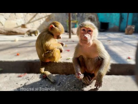 Видео: Обезьяну можно вывезти из ДОМ2, но дом2 из обезьяны - никогда! Маня и Тося! Макаки разбивают орехи!