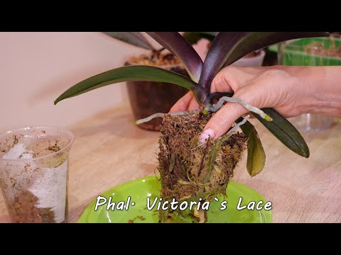 Видео: Пересадка орхидей. Phal. Victoria`s Lace бабочка. Phal. Cocodoro Жозефина, Клоп, Но с корнями.