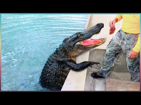 Видео: ЭТО Нужно ВИДЕТЬ! Топ 20 Моментов Гениального Поведения Животных!