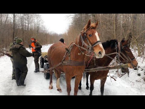 Видео: ОХОТА - Следами Секача