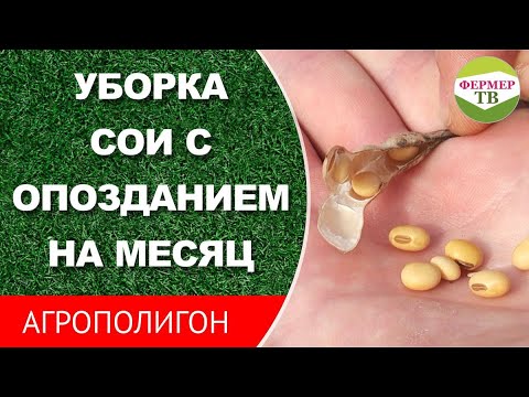 Видео: Уборка сои с опозданием на месяц