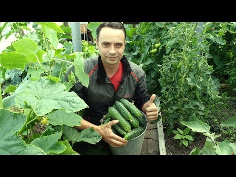 Видео: ВСЁ О ОГУРЦАХ - ОТ СЕМЯН ДО СБОРА УРОЖАЯ / 10 ЛЕТ ОПЫТА ВЫРАЩИВАНИЯ ОГУРЦОВ В ОДНОМ ПОДРОБНОМ ВИДЕО