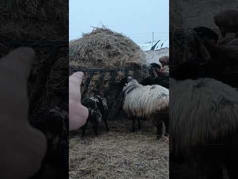 Видео: Круглые кормушки для овец