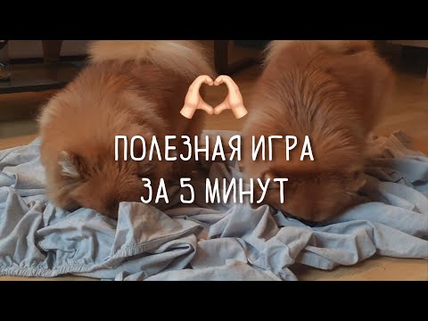 Видео: Самодельная игрушка для собаки