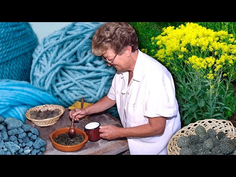 Видео: Натуральный синий цвет из листьев растения Исатис для ручного крашения шерсти.