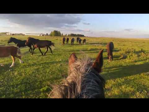 Видео: Кобыла сама загоняет табун. Жеребёнок от Ласточки кличка Катунь