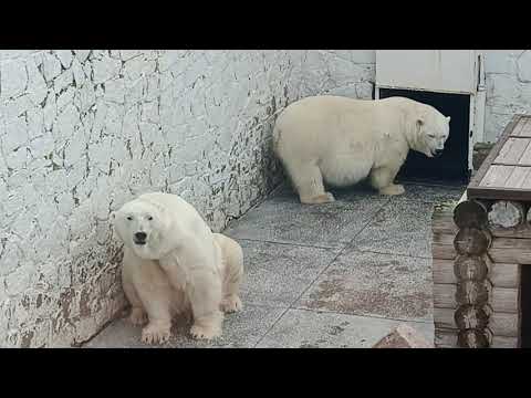 Видео: Зоопарк в Челябинске. Нормально ,но хотелось увидеть большего