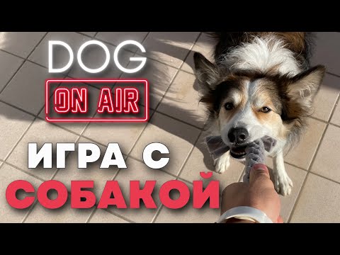 Видео: Разбираю вашу игру с собакой 🎙️ Прямой эфир с ошибками со щенком 🐩 Команды и упражнения в игре 🐕