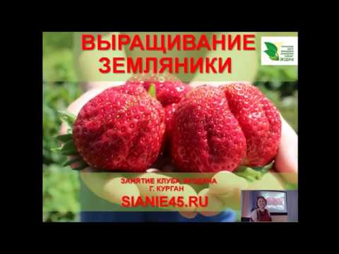 Видео: Выращивание земляники                                               #земляникасадовая