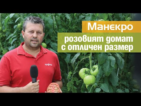 Видео: Манекро: розовият домат с отличен размер