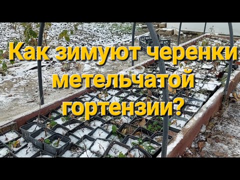 Видео: Как зимуют черенки гортензии?