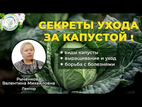 Видео: Полное руководство по выращиванию, уходу и борьбе с болезнями разных видов капусты в одном видео