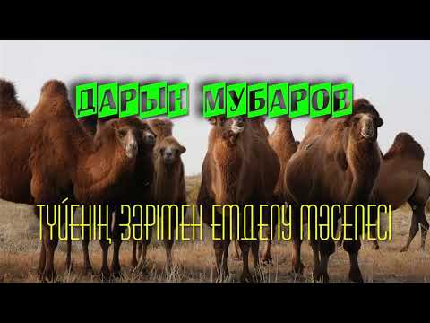 Видео: Түйенің зәрімен емделу мәселесі - Дарын Мубаров