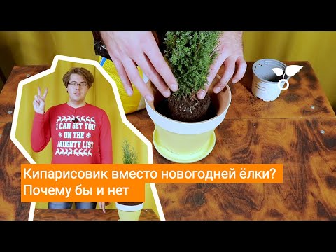 Видео: Кипарисовик вместо новогодней ёлки? Почему бы и нет