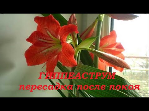 Видео: Гиппеаструм  - пересадка после периода покоя. //Hippeastrum-transplant after a period of rest.//