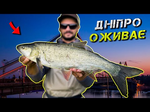 Видео: ✅ДНІПРО ОЖИВАЄ! ВОБЛЕР або ДЖИГ? Що Обере Риба?✅