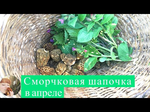 Видео: ДЛЯ ГРИБОВ СУХО, НО... Грибы Сморчковая шапочка в апреле