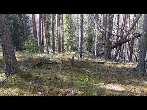 Видео: Белая горячка и нападение на медведя с топором
