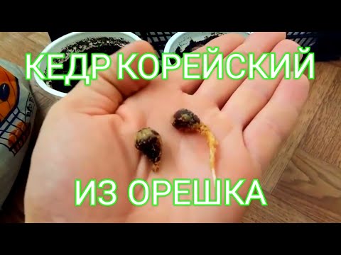 Видео: Кедр Корейский из орешка, после стратификации.