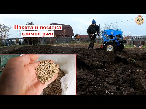 Видео: ВСПАХАЛ участок мотоблоком и посадил озимую рожь.