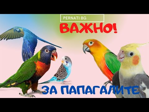 Видео: ВАЖНО ЗА ПАПАГАЛИТЕ!