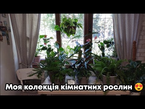 Видео: МОЯ КОЛЕКЦІЯ КІМНАТНИХ РОСЛИН!😍🌿🥀☘️🪷Серпень 2023