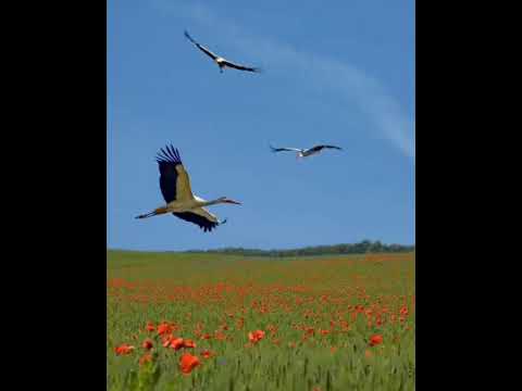 Видео: Шерали Жураев Турналар