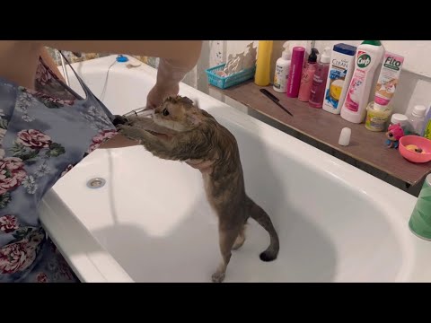 Видео: Аллергия на капли🦗