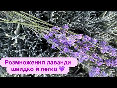 Видео: Розмноження лаванди швидко й легко. 💜Моє лавандове полечко. Ділюся досвідом. Хобі.