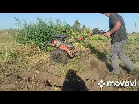 Видео: Картопля 2025 мотоблоком Husqvarna TF 440