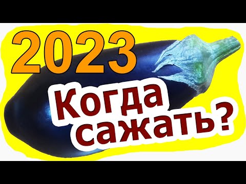 Видео: Когда сажать Баклажаны на рассаду (2023) – Когда сеять баклажаны в открытый грунт и теплицу