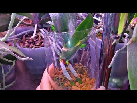 Видео: Ого!!! РЕАКЦИЯ от орхидеи Аббы! Корней жду больше чем цветоносов./ Недавняя спасёнка.