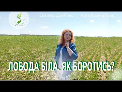 Видео: Як покращити контроль лободи в посівах сої?