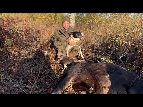 Видео: Ходовая охота на копытных. На лося с лайкой. ЭТАПЫ ХОДОВОЙ ОХОТЫ. Hunting in one breath.