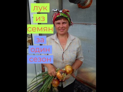 Видео: Сеем лук семенами и получаем отличный  урожай  .