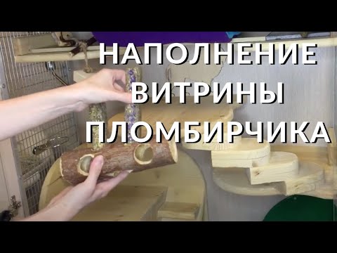 Видео: Чем наполнить витрину шиншиллы | Пломбирчик