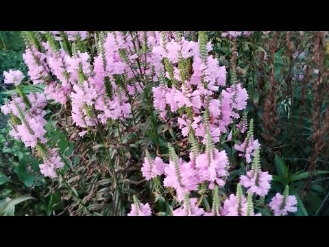 Видео: Останній теплий вечір в саду.💕 Трішки пропозицій рослин.📦