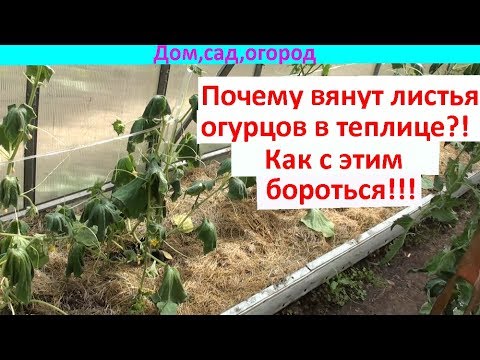 Видео: Вянут листья огурца!!! Что делать?!!