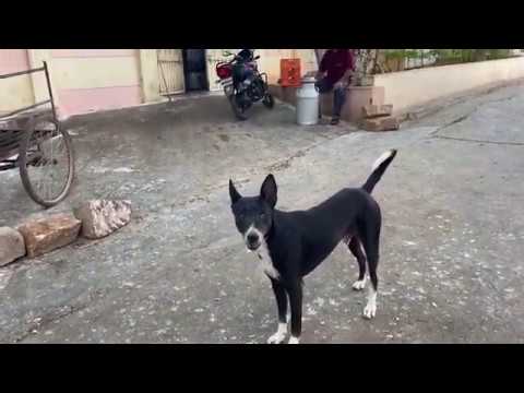 Видео: Индия l В мире животных у нас во дворе l Моя Родина Земля