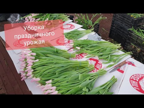 Видео: Сборка и упаковка тюльпанов 2021